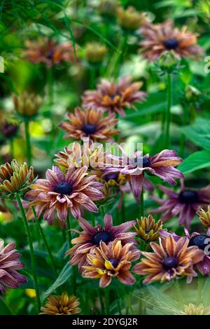 Rudbeckia hirta Sahara,les yeux noirs Susan Sahara,Coneflower Sahara,Gloriosa daisies,semi-double,doubles fleurs,nuances subtiles de cuivre caramel et p. chaud Banque D'Images