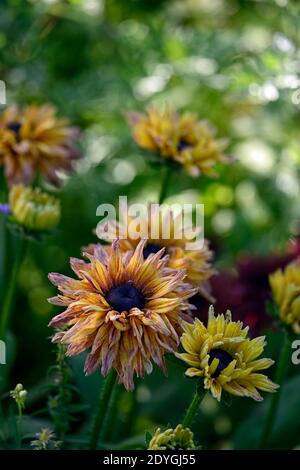 Rudbeckia hirta Sahara,les yeux noirs Susan Sahara,Coneflower Sahara,Gloriosa daisies,semi-double,doubles fleurs,nuances subtiles de cuivre caramel et p. chaud Banque D'Images