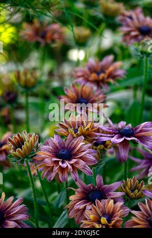 Rudbeckia hirta Sahara,les yeux noirs Susan Sahara,Coneflower Sahara,Gloriosa daisies,semi-double,doubles fleurs,nuances subtiles de cuivre caramel et p. chaud Banque D'Images