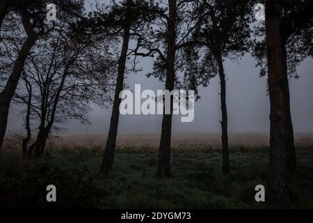 La brume hivernale se trouve à travers l'horizon bas dans le Suffolk, dans un matin froid de décembre, en Angleterre, au Royaume-Uni Banque D'Images