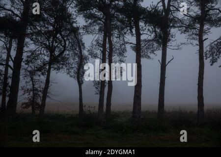 La brume hivernale se trouve à travers l'horizon bas dans le Suffolk, dans un matin froid de décembre, en Angleterre, au Royaume-Uni Banque D'Images