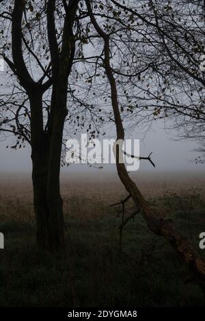 La brume hivernale se trouve à travers l'horizon bas dans le Suffolk, dans un matin froid de décembre, en Angleterre, au Royaume-Uni Banque D'Images