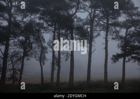 La brume hivernale se trouve à travers l'horizon bas dans le Suffolk, dans un matin froid de décembre, en Angleterre, au Royaume-Uni Banque D'Images