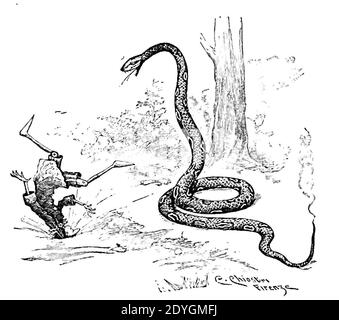 Le avventure di Pinocchio-pages129. Banque D'Images