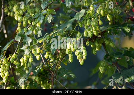 Hopfen, Hopfenzapfen, weibliche Pflanze, Weibchen, Gewöhnlicher Hopfen, Echter Hopfen, Humulus lupulus, Common Hop, Hop, Hops, le Houblon, le Houblon Banque D'Images