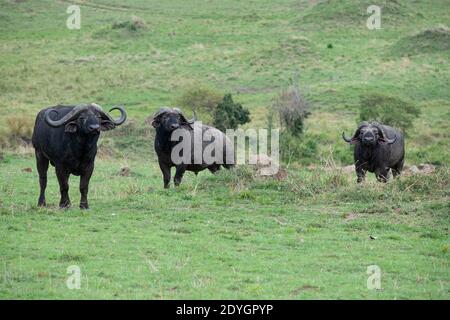 Afrique, Kenya, plaines du Serengeti du Nord, Maasai Mara. Buffle africain mâle alias buffle du Cap (SAUVAGE : Syncerus caffer) Banque D'Images