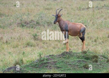 Afrique, Kenya, plaines du Serengeti du Nord, Maasai Mara. Topi (SAUVAGE : Damaliscus lunatus jimela) sous-espèce du tsessebe commun. Banque D'Images