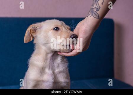 Mignon petit chiot mongrel avec la fourrure brun clair liche son les propriétaires se font la main avec le tatouage Banque D'Images