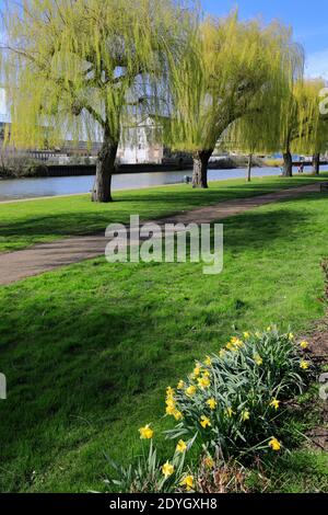 Fleurs printanières, River Nene Embankment Gardens, Peterborough City, Cambridgeshire, Angleterre, Royaume-Uni Banque D'Images