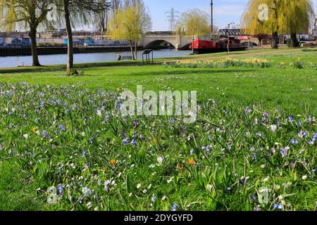 Fleurs printanières, River Nene Embankment Gardens, Peterborough City, Cambridgeshire, Angleterre, Royaume-Uni Banque D'Images