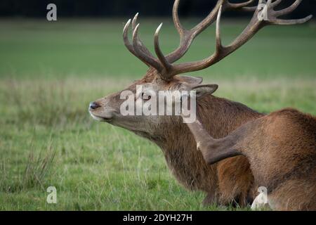 Une photo amusante d'un cerf rouge allongé et en lui grattant son oreille avec son sabot Banque D'Images