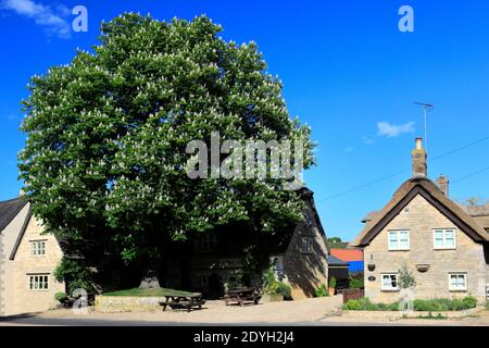 The Crown pub and village green, Elton village, Cambridgeshire, Angleterre; Grande-Bretagne; Royaume-Uni Banque D'Images