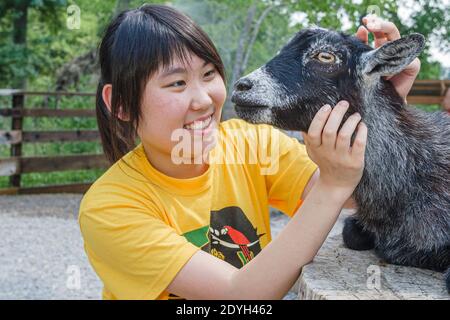 Birmingham Alabama, zoo de petting zone pygmée chèvre, asiatique adolescent adolescente fille mains sur, Banque D'Images