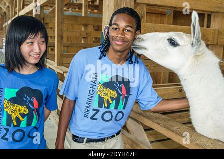 Birmingham Alabama, Zoo petting zone llama, Black adolescent adolescents adolescent adolescent adolescent garçon, Asian girl femme volontaire volontaires, Banque D'Images