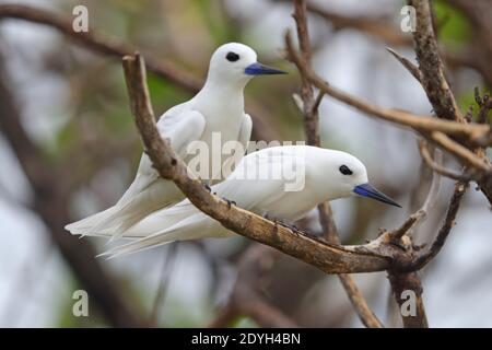 Une paire de sternes blanches adultes (Gygis alba) également connue sous le nom de sterne de fée, nondy blanc ou sterne d'ange, perchée dans un arbre aux Seychelles Banque D'Images