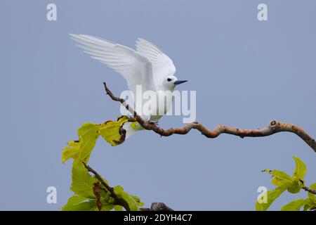 Une sterne blanche adulte (Gygis alba) également connue sous le nom de Ferry Tern, White Noddy et Angel Tern, perchée dans un arbre aux Seychelles Banque D'Images