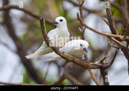 Une paire de sternes blanches adultes (Gygis alba) également connue sous le nom de sterne de fée, nondy blanc ou sterne d'ange, perchée dans un arbre aux Seychelles Banque D'Images