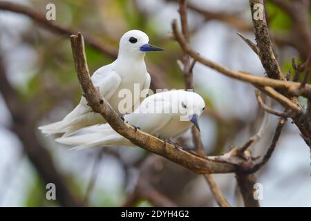 Une paire de sternes blanches adultes (Gygis alba) également connue sous le nom de sterne de fée, nondy blanc ou sterne d'ange, perchée dans un arbre aux Seychelles Banque D'Images