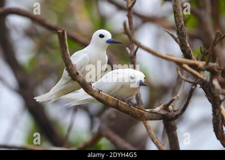 Une paire de sternes blanches adultes (Gygis alba) également connue sous le nom de sterne de fée, nondy blanc ou sterne d'ange, perchée dans un arbre aux Seychelles Banque D'Images