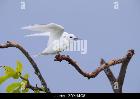 Une sterne blanche adulte (Gygis alba) également connue sous le nom de Ferry Tern, White Noddy et Angel Tern, perchée dans un arbre aux Seychelles Banque D'Images