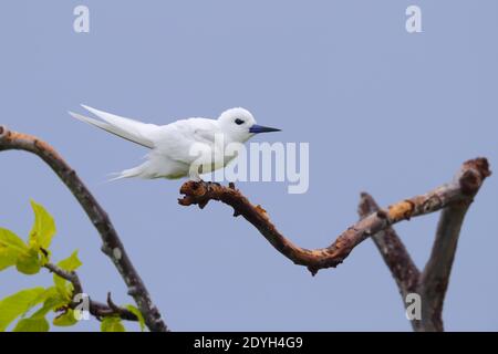 Une sterne blanche adulte (Gygis alba) également connue sous le nom de Ferry Tern, White Noddy et Angel Tern, perchée dans un arbre aux Seychelles Banque D'Images