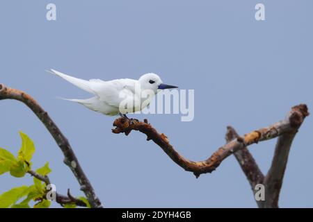 Une sterne blanche adulte (Gygis alba) également connue sous le nom de Ferry Tern, White Noddy et Angel Tern, perchée dans un arbre aux Seychelles Banque D'Images