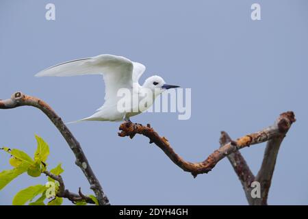 Une sterne blanche adulte (Gygis alba) également connue sous le nom de Ferry Tern, White Noddy et Angel Tern, perchée dans un arbre aux Seychelles Banque D'Images