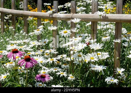 Belles fleurs blanches cottage plantes de jardin poussant à Fence Daisy coneflowers marguerites blanches, Flowers Fence Daisies Garden Banque D'Images