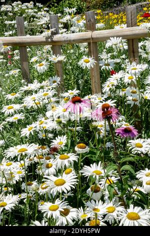 Magnifique jardin de fleurs blanches en juillet pâquerettes Banque D'Images