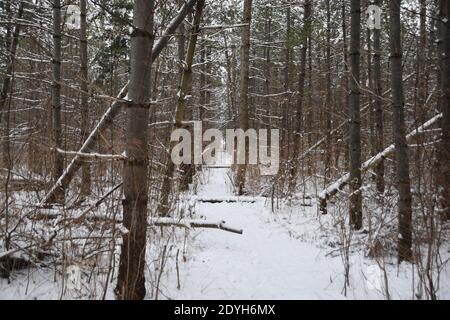 Walking in a Winter Wonderland Banque D'Images