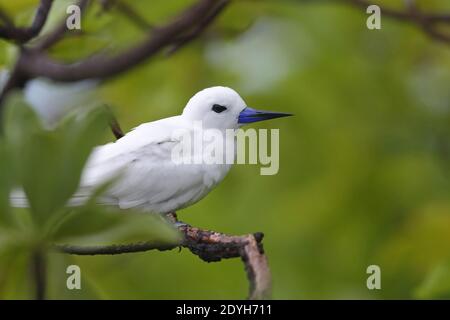 Une sterne blanche adulte (Gygis alba) également connue sous le nom de Ferry Tern, White Noddy et Angel Tern, perchée dans un arbre aux Seychelles Banque D'Images