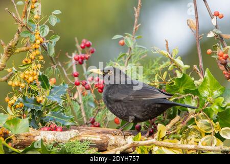 Blackbird, Blackbird mâle, baies d'hiver, perchée au-dessus d'un jardin britannique décembre 2020 Banque D'Images