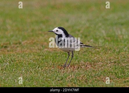 White Wagtail (Motacilla alba) adulte mâle sur herbe courte Sharm-El-Sheikh, Egypte Février Banque D'Images