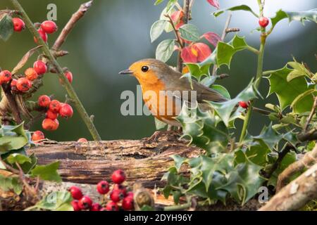 Erithacus rubecula, Robin européenne, entouré de houx et de baies, christamas 2020 au Royaume-Uni Banque D'Images