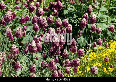 Allium sphaerocephalon dans le jardin d'été Banque D'Images