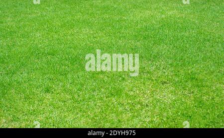 Fond texturé à motif de pelouse vert, pelouse de près, vert frais et entretenue Banque D'Images