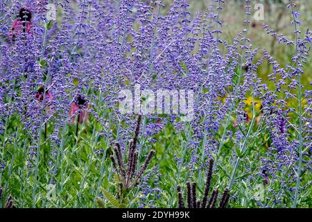 Perovskia atriplicifolia avec de belles fleurs bleues dans le jardin Perovskia 'Blue Spire' Banque D'Images