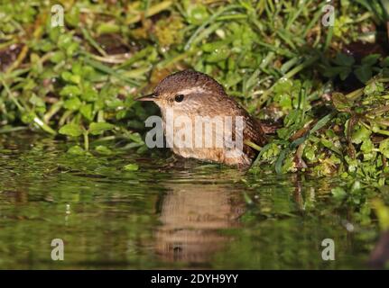 Northern Wren (Troglodytes troglodytes indigenus) baignade adulte dans l'étang Eccles-on-Sea, Norfolk, Royaume-Uni Décembre Banque D'Images