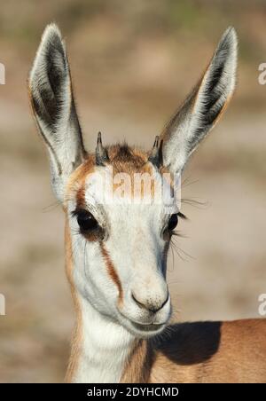 Portrait d'une belle jeune springbok Photographié en Namibie Banque D'Images