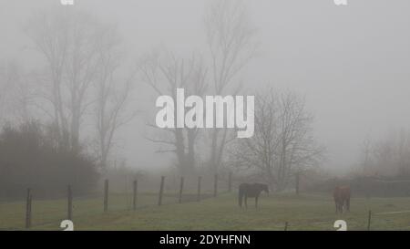 Scène de campagne avec deux chevaux paître sur leur champ d'herbe par temps brumeux Banque D'Images