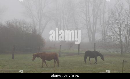 Scène de campagne avec deux chevaux paître sur leur champ d'herbe par temps brumeux Banque D'Images