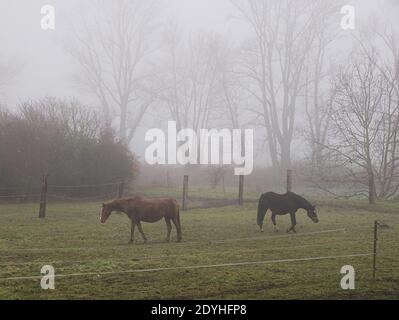 Scène de campagne avec deux chevaux paître sur leur champ d'herbe par temps brumeux Banque D'Images