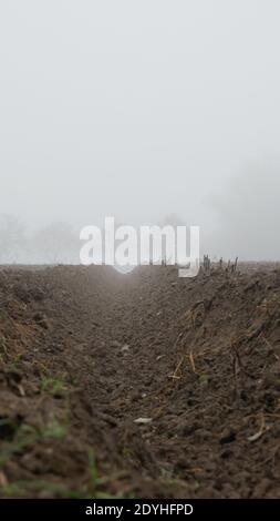 Vue de WORM le long d'un sillon aux arbres dans lourd brouillard gris Banque D'Images