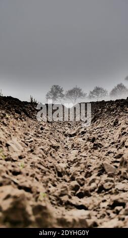Vue de WORM le long d'un sillon aux arbres dans lourd brouillard gris Banque D'Images