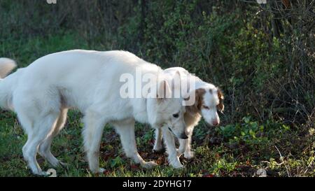 Deux chiens (berger blanc, berger blanc suisse et breton epagneul) qui se blotissent dans la nature comme amis et comme équipe Banque D'Images