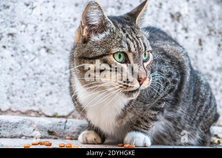 Portrait d'un chat mignon dans la rue de Rome manger Banque D'Images