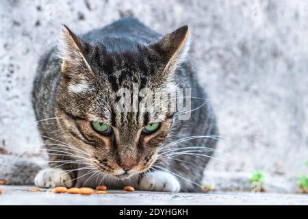 Portrait d'un chat mignon dans la rue de Rome manger Banque D'Images