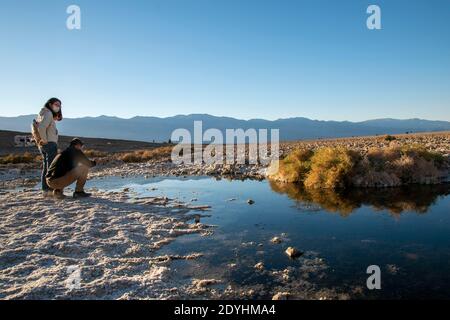 Le bassin de Badwater est un plan de sel situé dans le parc national de la Vallée de la mort et se trouve à la plus basse altitude terrestre de l'hémisphère Nord. Banque D'Images