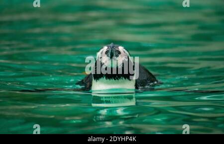 Nage avec la caméra Banque D'Images