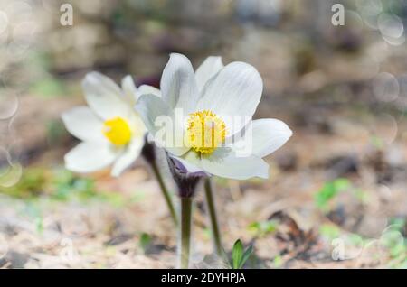 Goutte de neige en fleurs, lombo blanc dans la forêt au début du printemps. Mise au point sélective Banque D'Images